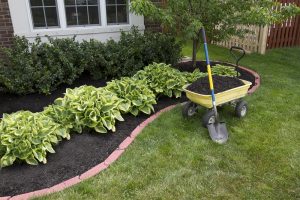Planning to Transplant Trees and Shrubs